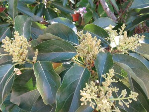 Avocado blossoms