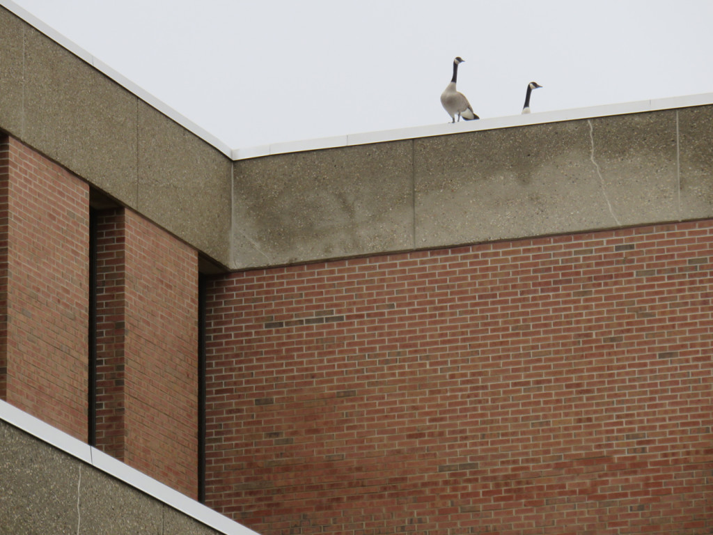 University of Wisconsin at Parkside campus, April 2015