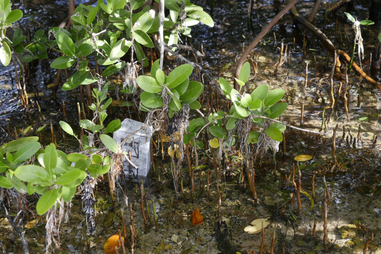 A photo depicting a small, collagraph sculpture in the form of a cinder block sitting among some mangrove seedlings.