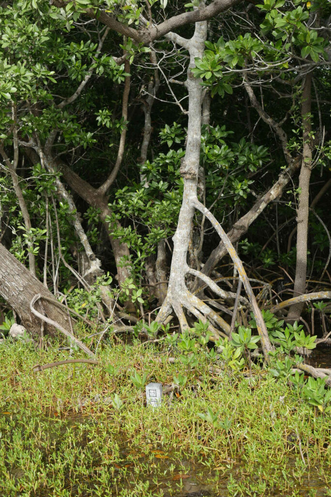 A photo depicting a small, collagraph sculpture of a cinder block, nestled among mangrove seedlings, at a distance.