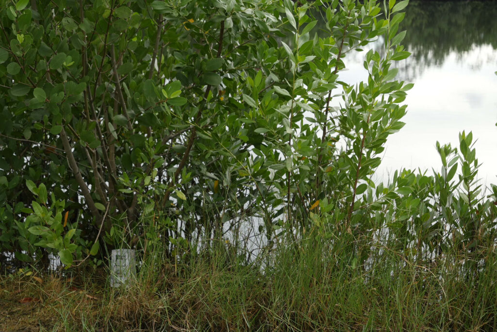 A photo of a small, collagraph sculpture of a cinder block, nestled under a bush at the shore of a brackish lake.