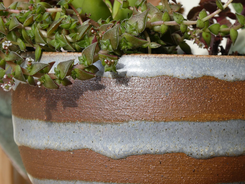 Close up image of the side of a soda-fired pot with succulents growing from the top.